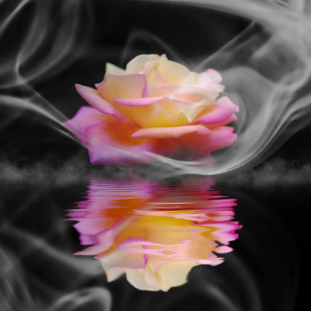 See you in my dream
