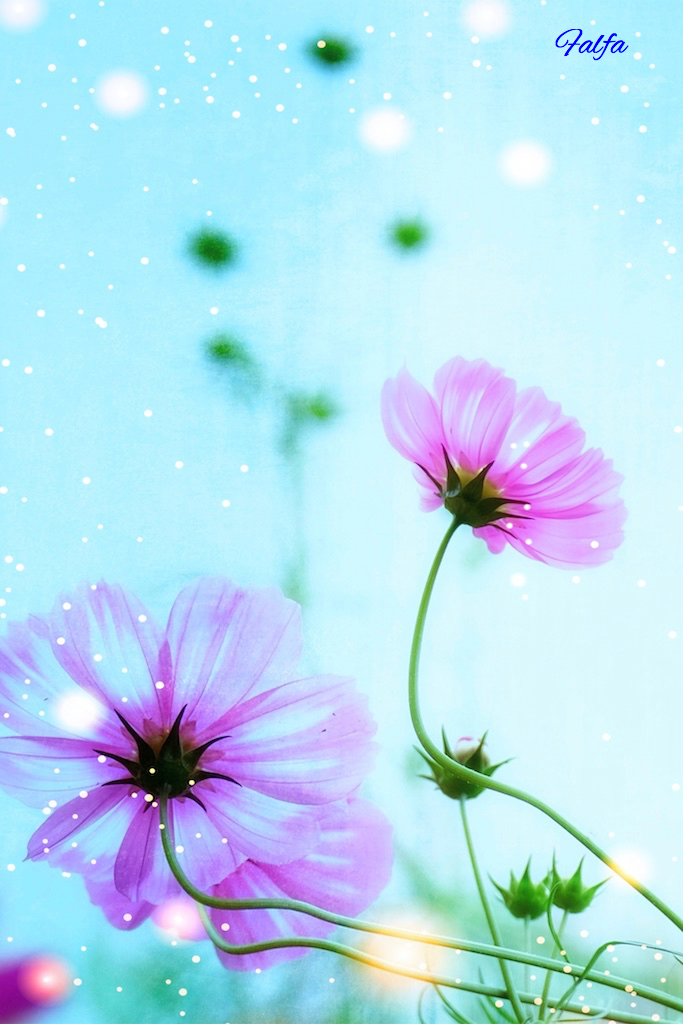 コスモスの香る季節