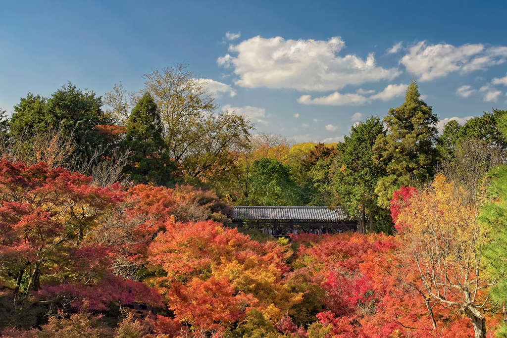 秋の東福寺にて