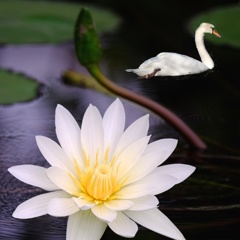 白い睡蓮と白鳥の湖