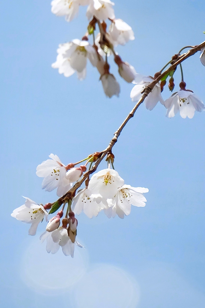 水辺の桜