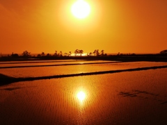 海と田んぼの夕景