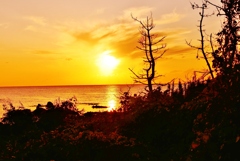 落陽　見越しの松　　能登