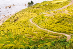 棚田　輪島市　千米田