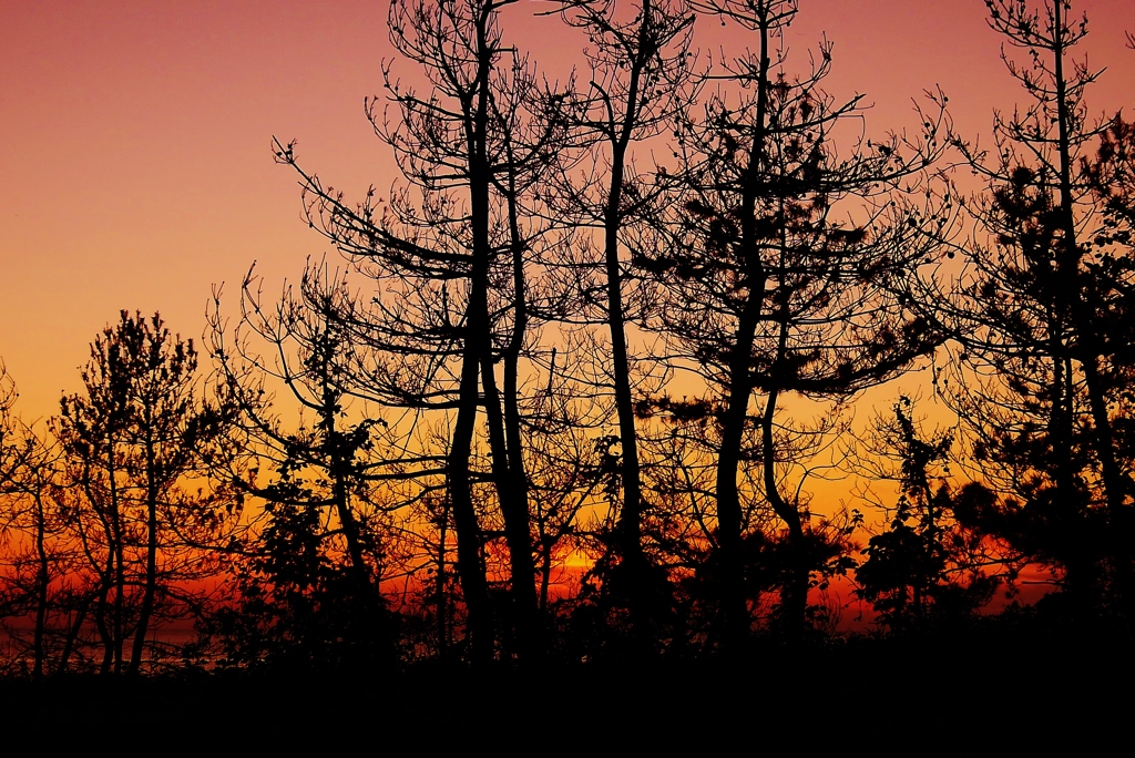 夕景能登　　松くい虫