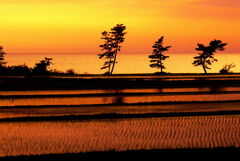 田んぼと海の夕景　　能登