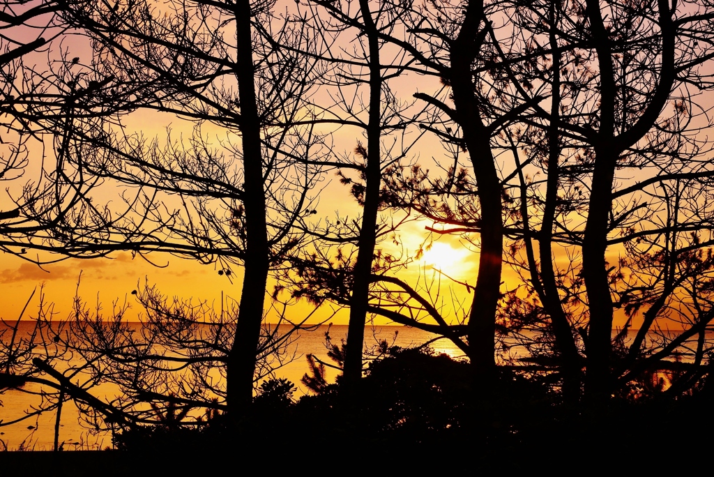 見越しの松　落陽　能登は赤住海岸