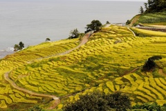 千枚田