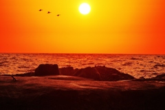 帰巣・・・日本海の夕景