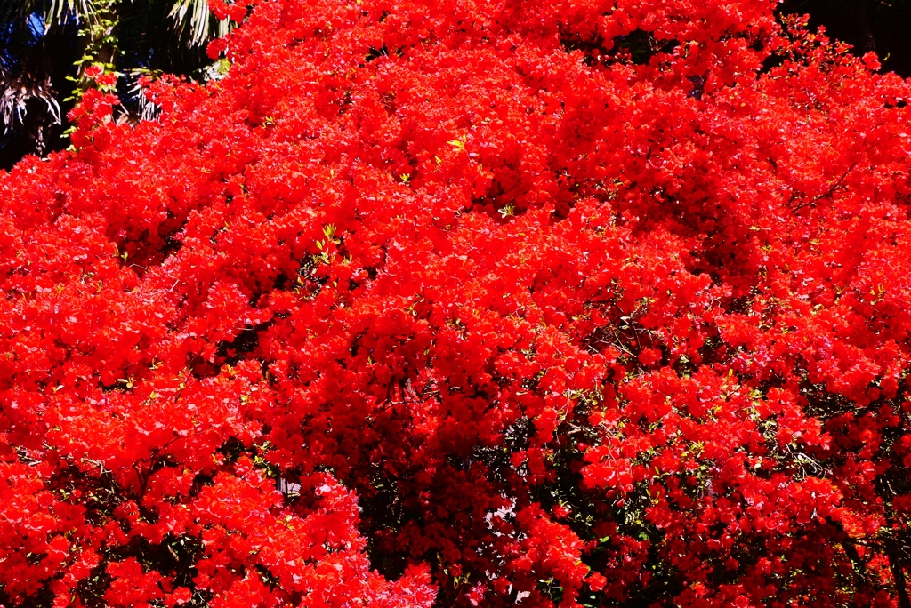 深紅の　能登霧島ツツジ