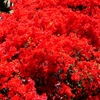 深紅の　能登霧島ツツジ