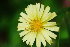 山野草　