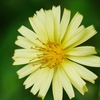 山野草　