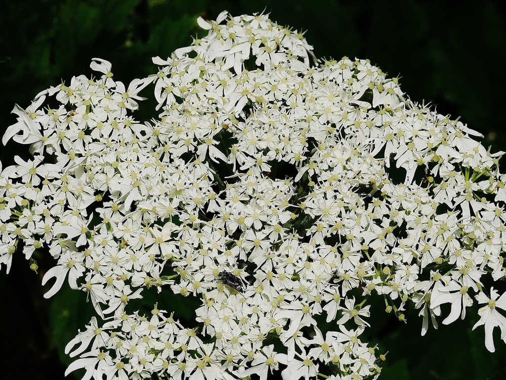 山野草花　　花火