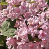 山野草花　　タニウツギ