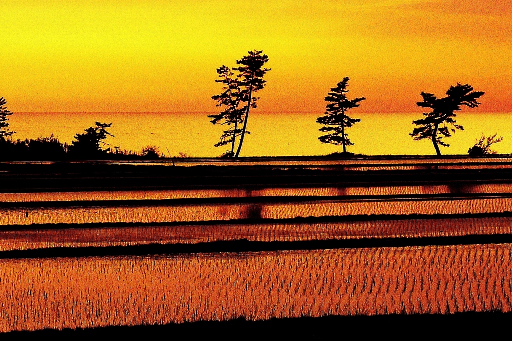 夕景　田んぼと　海