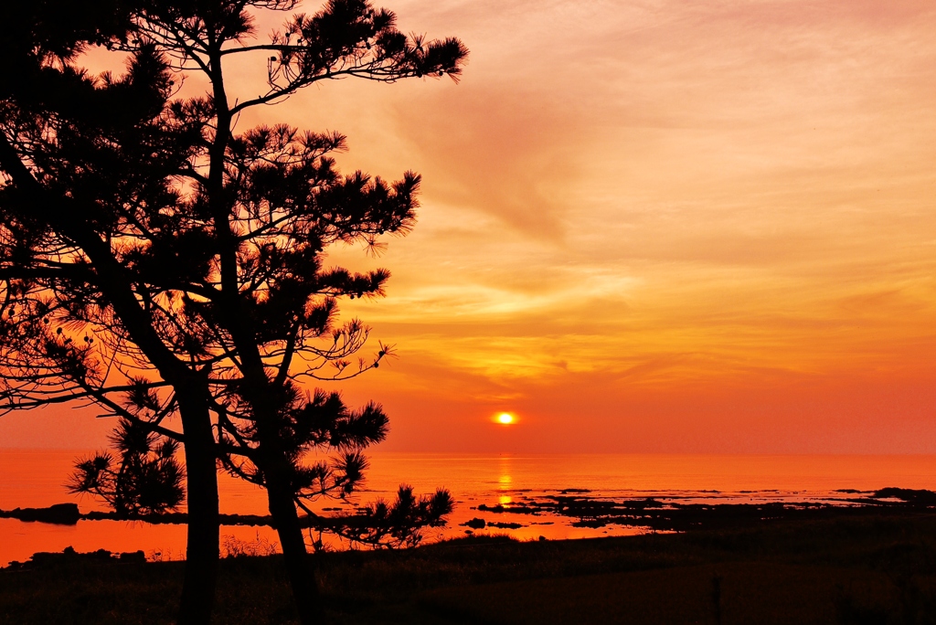 夕景　見越しの松　　　日本海は能登百浦海岸