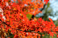 紅葉 1