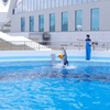 イルカショー