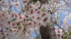 sakura