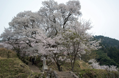 千年桜