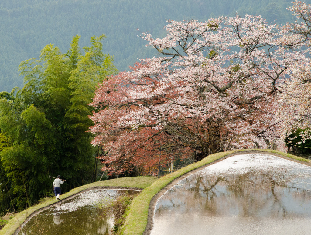 三多気の桜