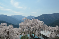 枝垂れ桜と頂の残雪