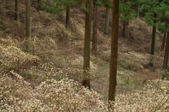 山間奥深く