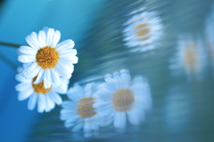 花々