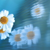 花々