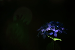 紫陽花