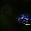 紫陽花
