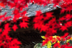 紅葉
