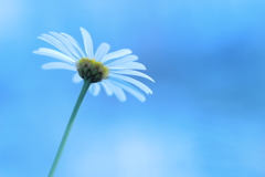 見上げて