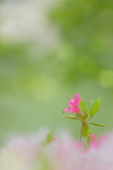 つつじ