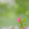 つつじ