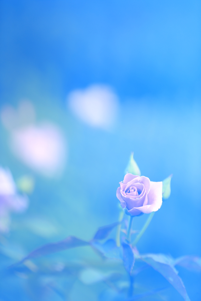 バラとハート