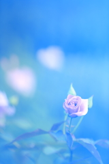 バラとハート