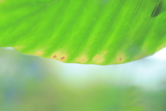 葉っぱ