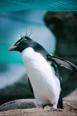 イワトビペンギン