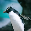 イワトビペンギン