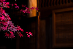 紅葉