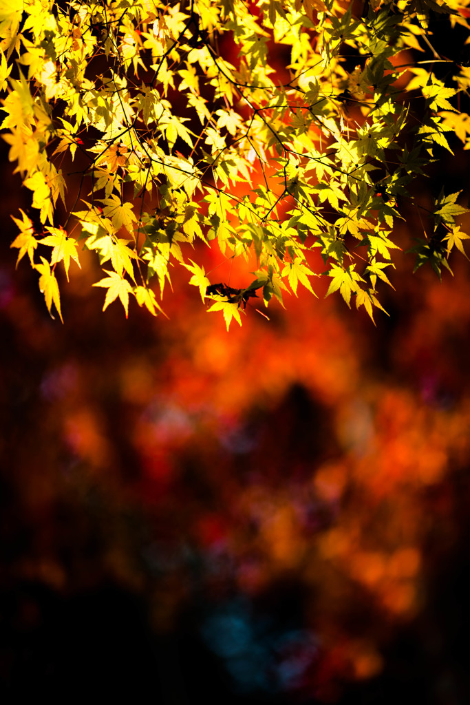 紅葉