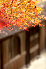 紅葉