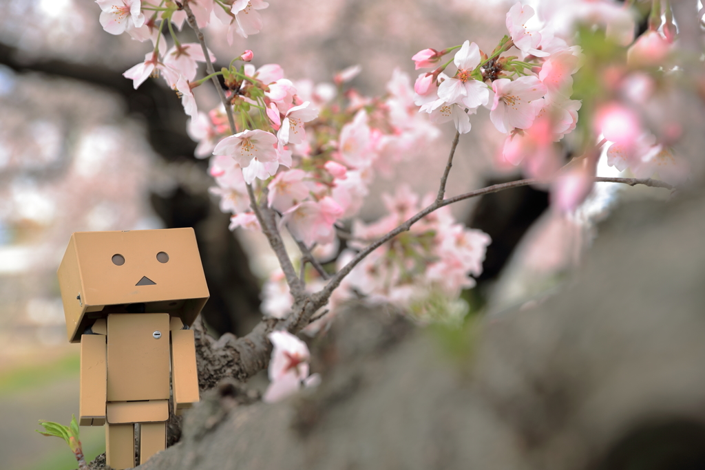 お花見