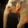 アジアゾウ
