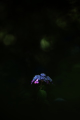 紫陽花
