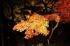 紅葉が星の形