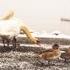 水辺の鳥