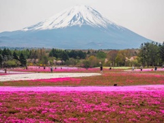 富士芝桜祭り2